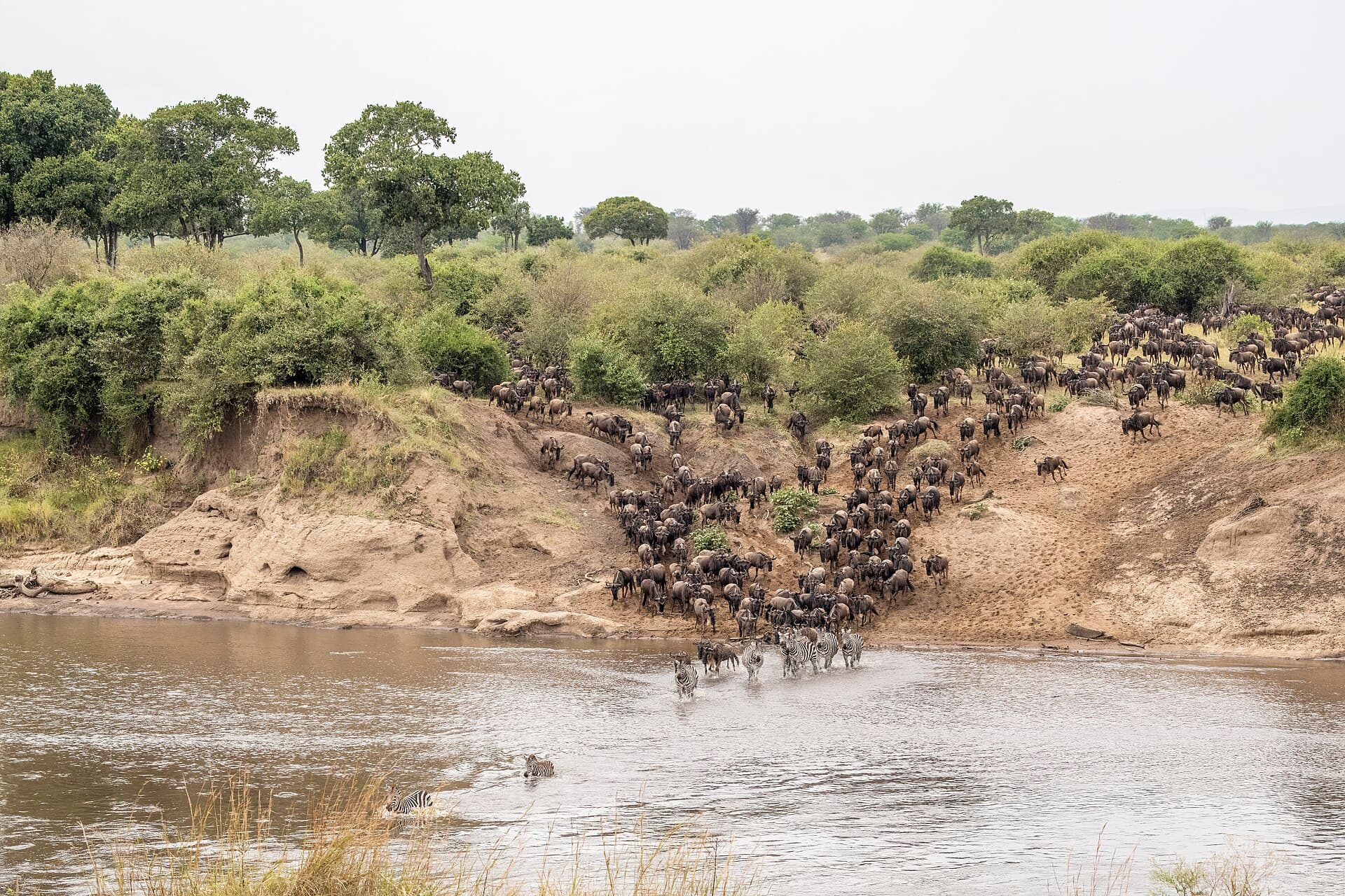 Manada de gnus atravessando o rio Mara durante a Grande Migração no Serengeti