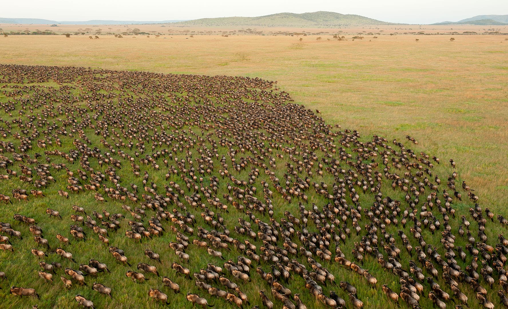 Manada de gnus nas planícies do Serengeti, na Tanzânia
