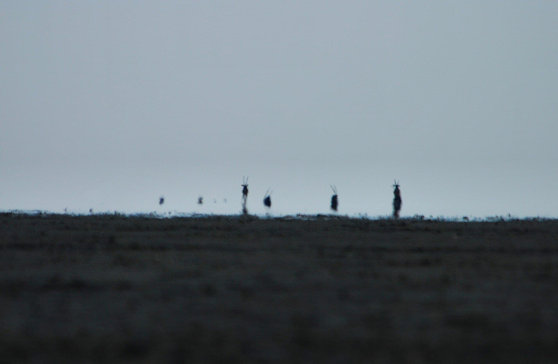 Etosha Pan, o grande pan salgado da Namíbia