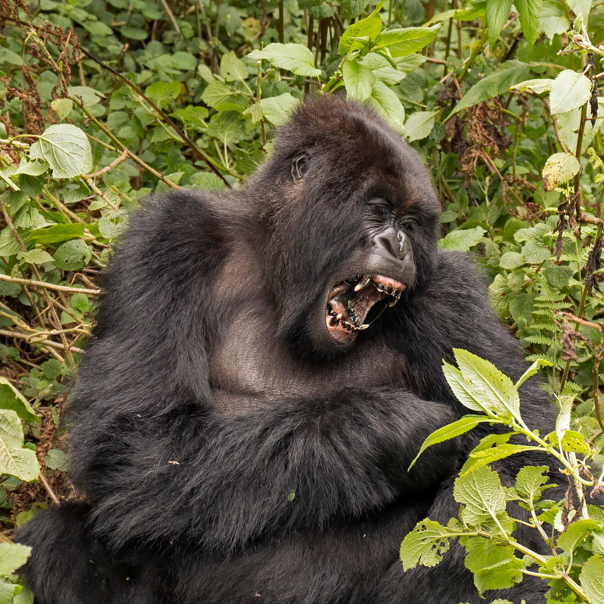 Gorila-da-montanha em Ruanda