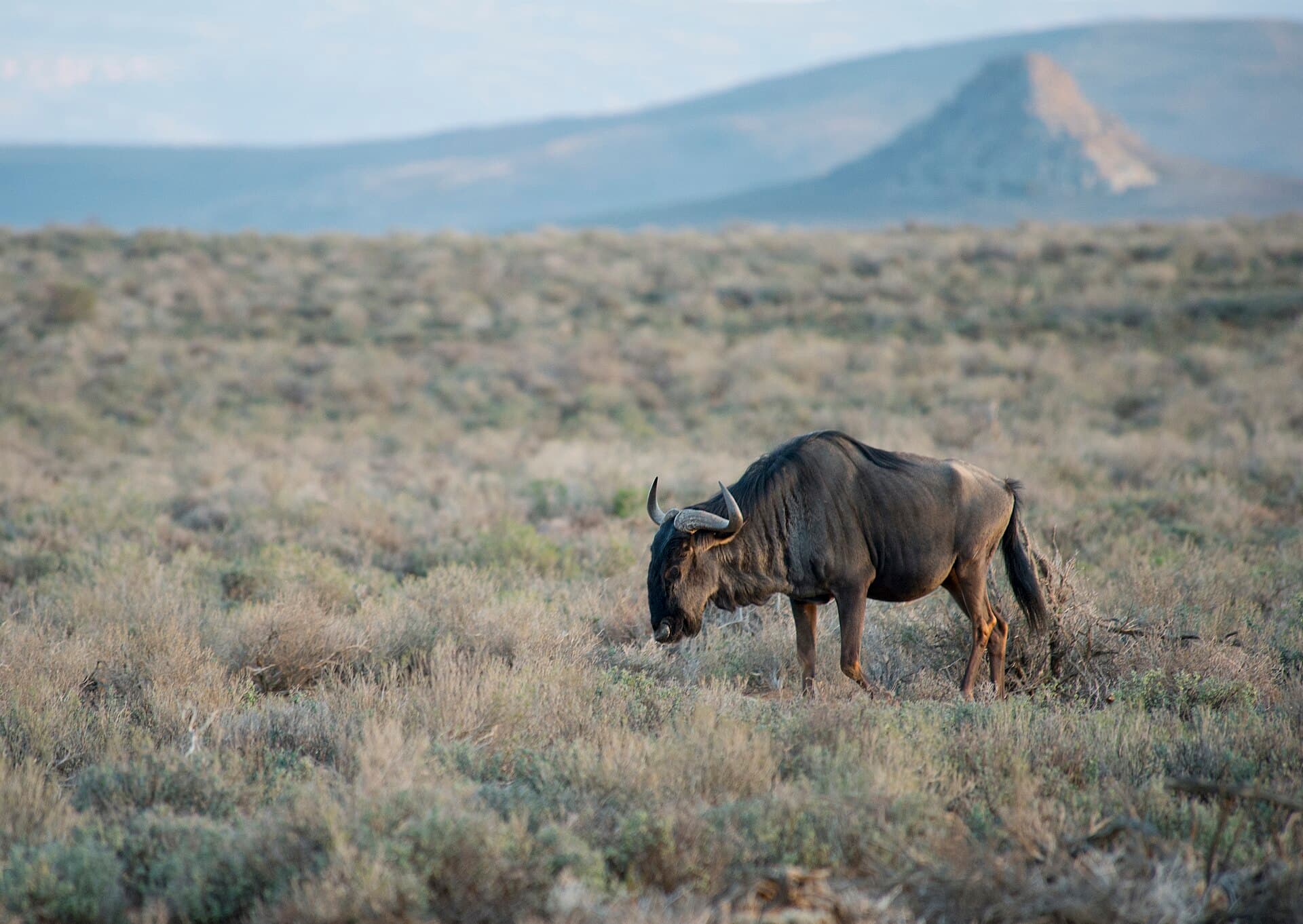 Gnu na paisagem semiárida do Karoo, na reserva Inverdoorn