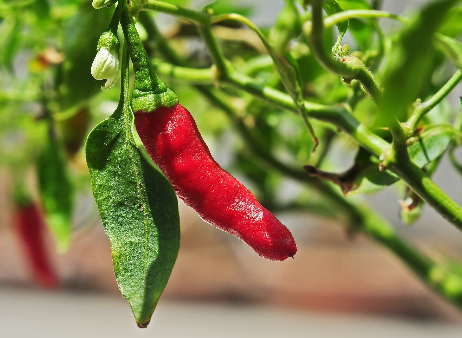 Pimenta piri-piri, base do molho picante