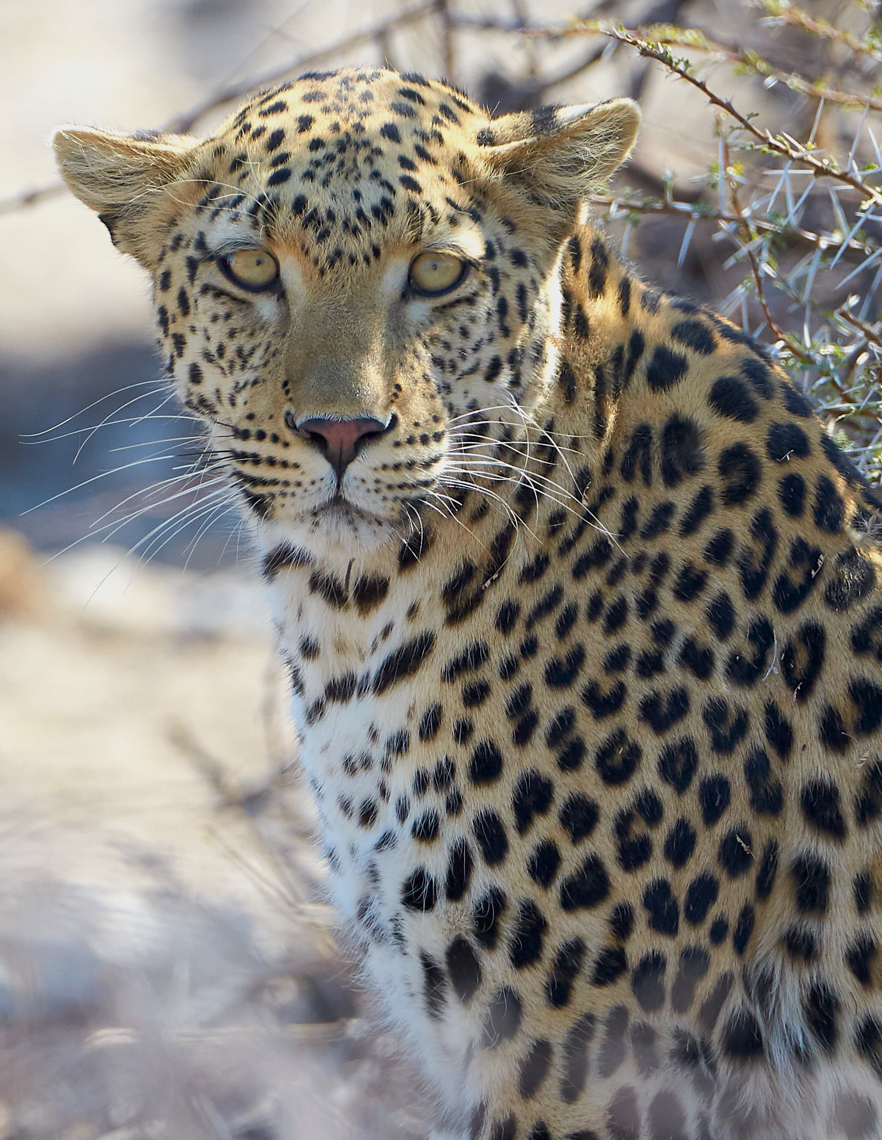 Poço de água em Etosha, ponto de encontro de várias espécies
