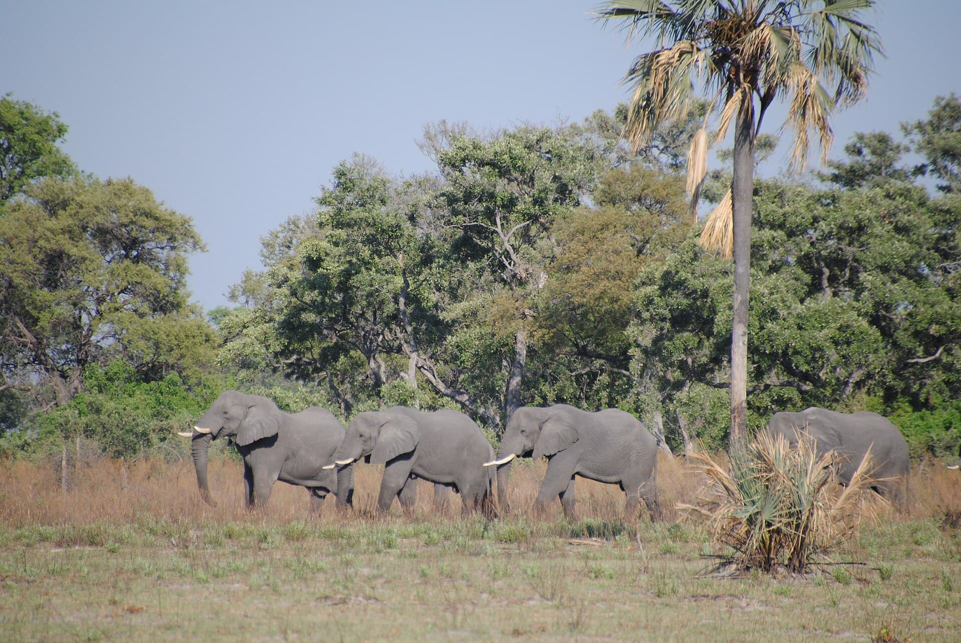 Elefante no Delta do Okavango, em Botswana