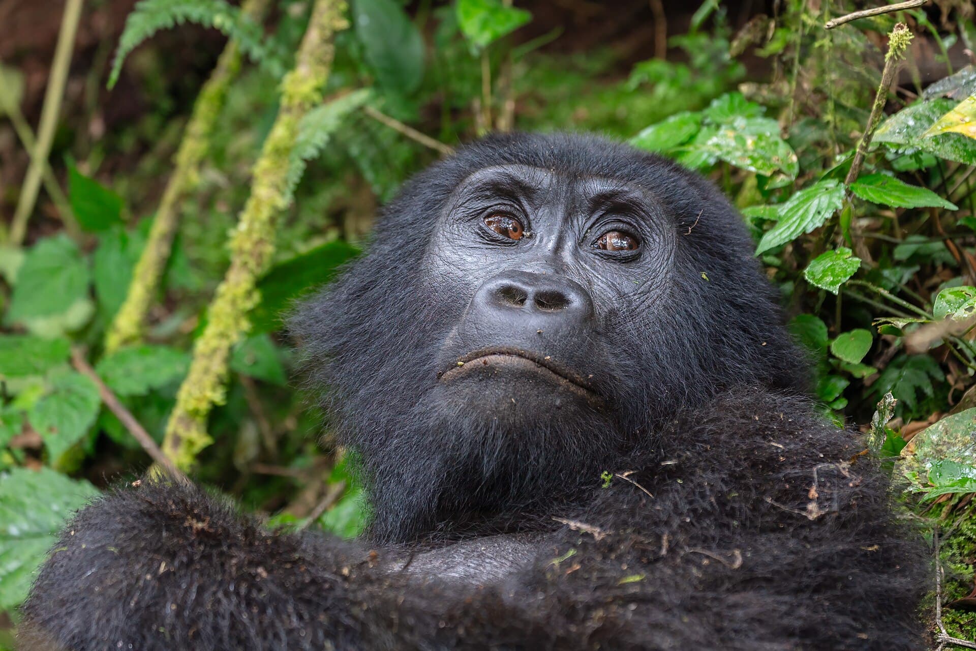 Floresta de Bwindi, em Uganda
