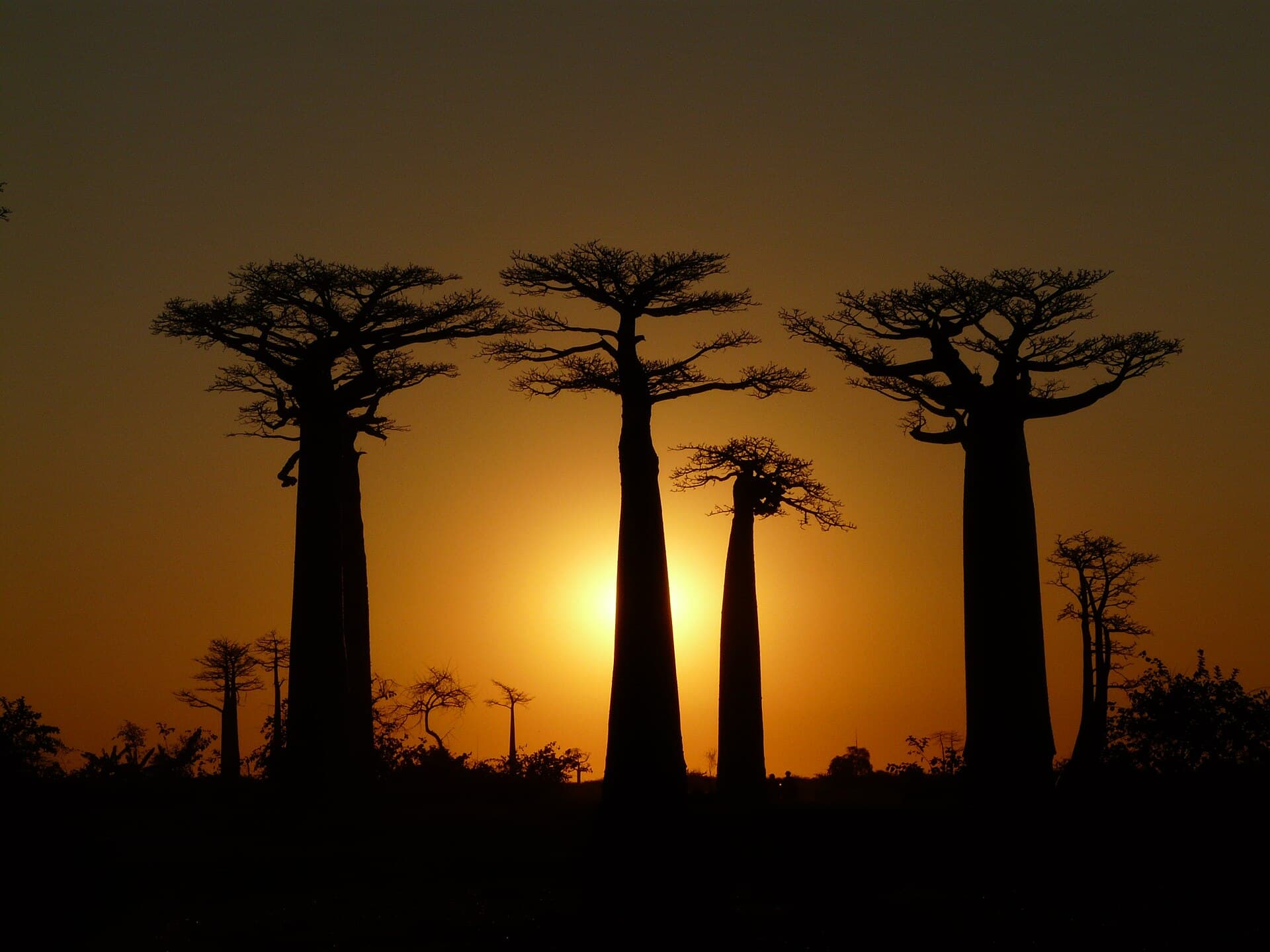 Avenida dos Baobás, em Madagascar, ao pôr do sol