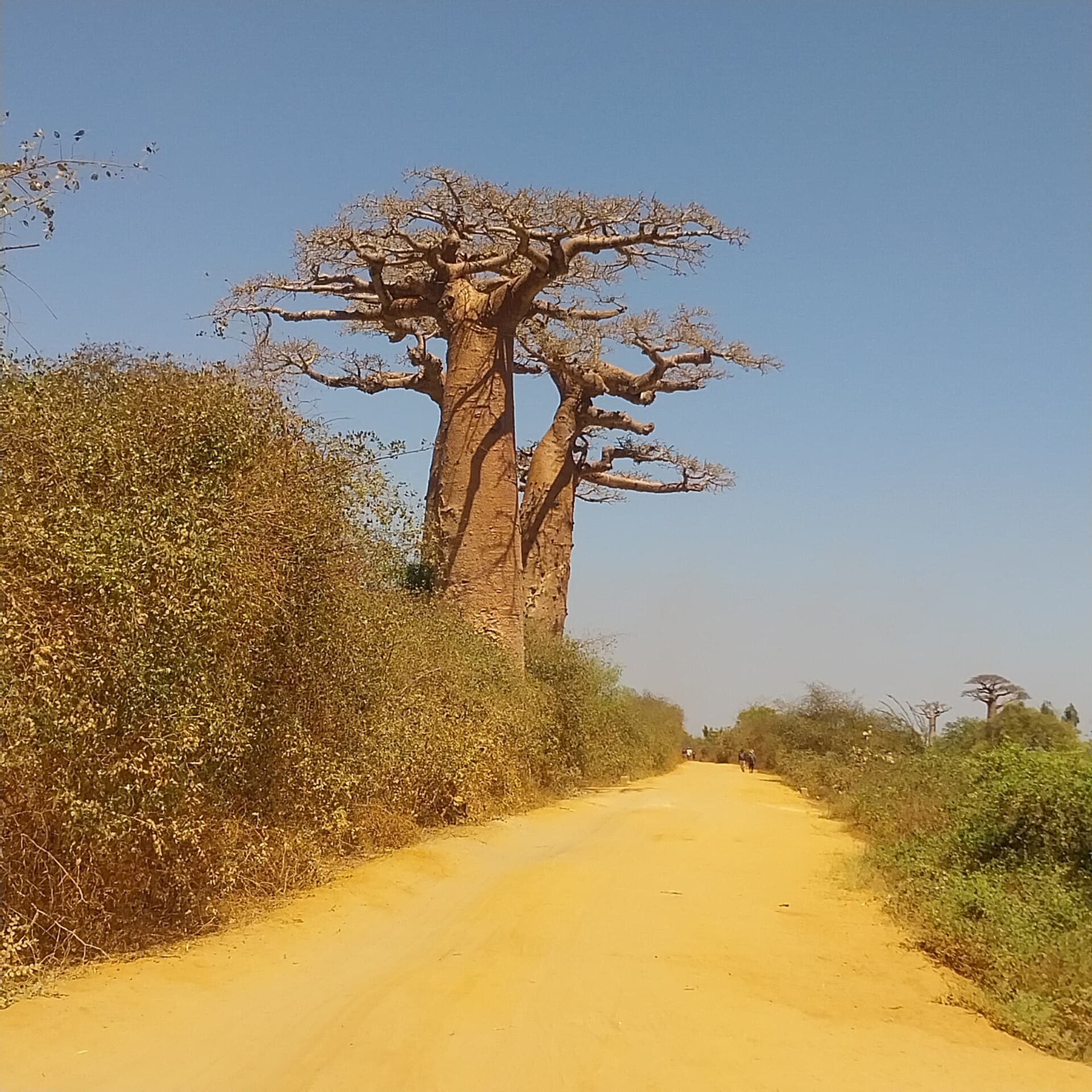 Baobá-de-grandidier, espécie exclusiva de Madagascar