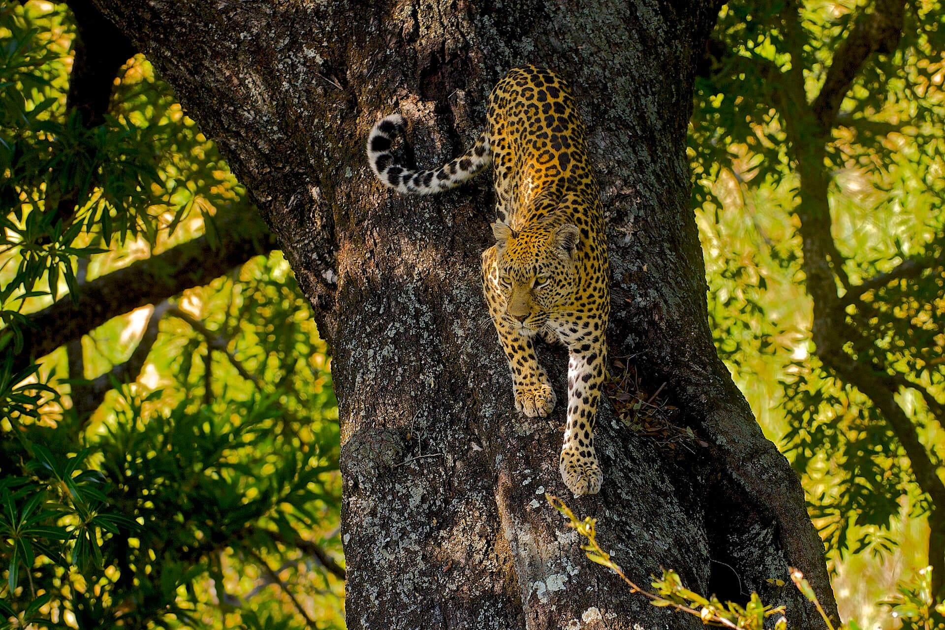 Leopardo em cima de uma árvore na savana africana
