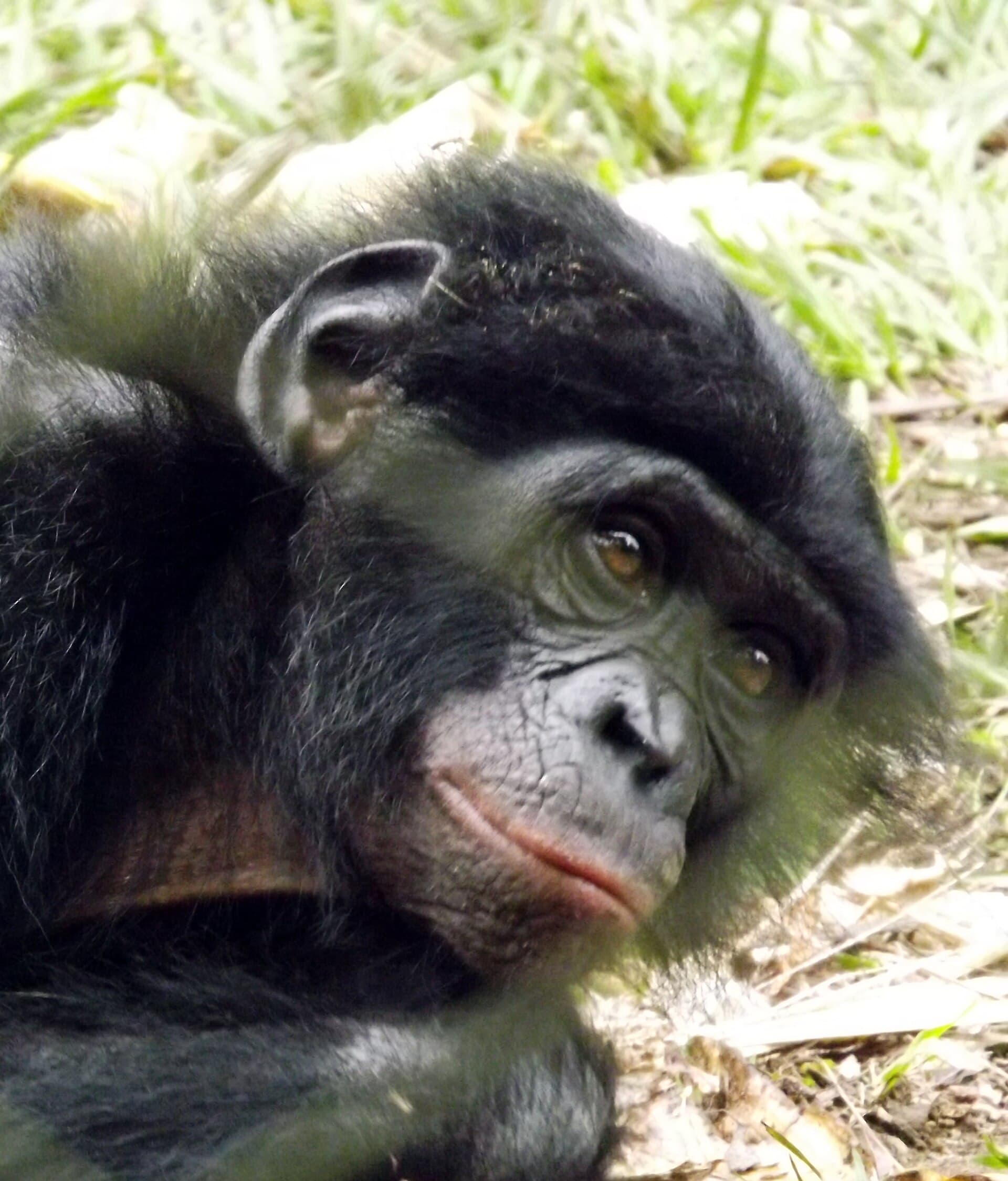 Bonobo, primata que só existe na Bacia do Congo