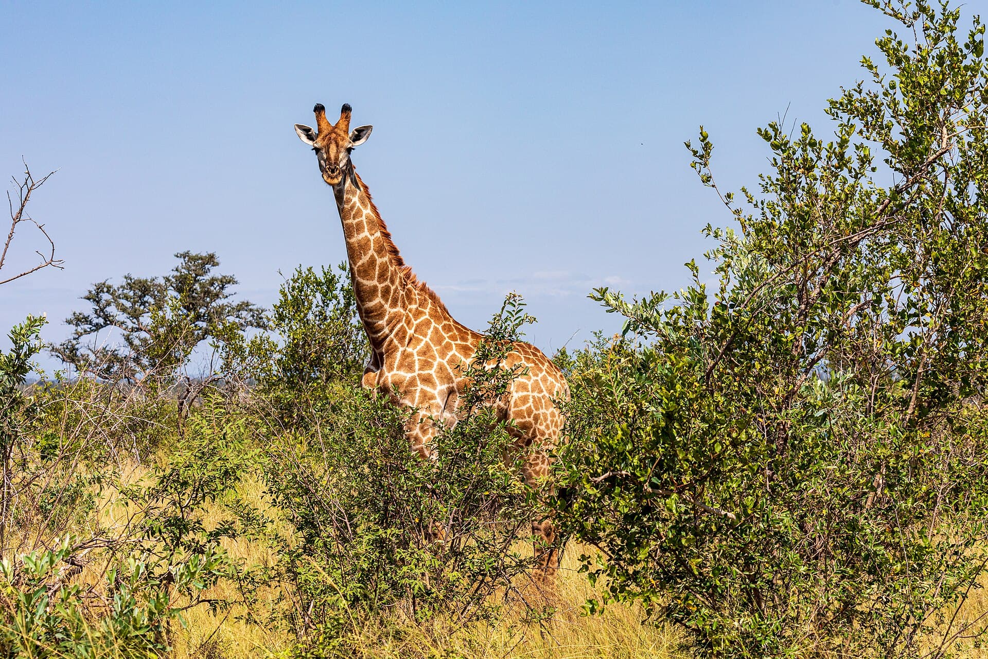 Girafa no Parque Nacional Kruger