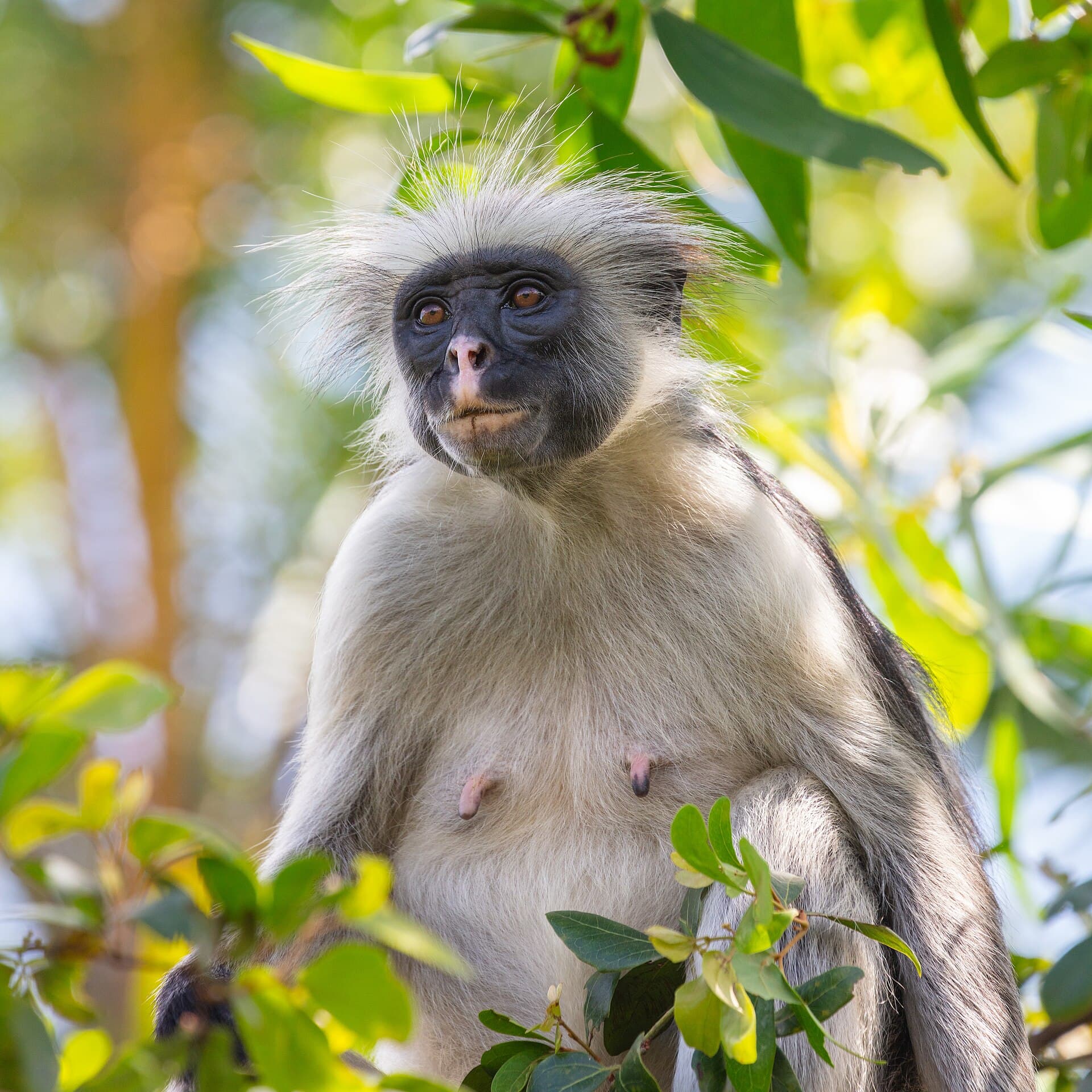 Colobo-vermelho-de-zanzibar, espécie endêmica do Parque Jozani