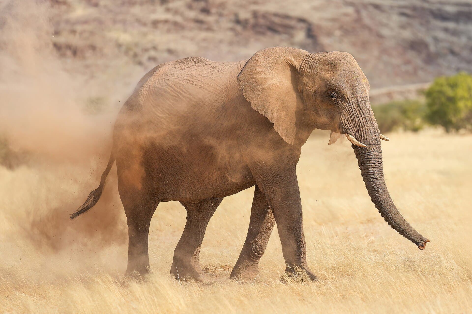 Elefante-do-deserto em Damaraland, na Namíbia