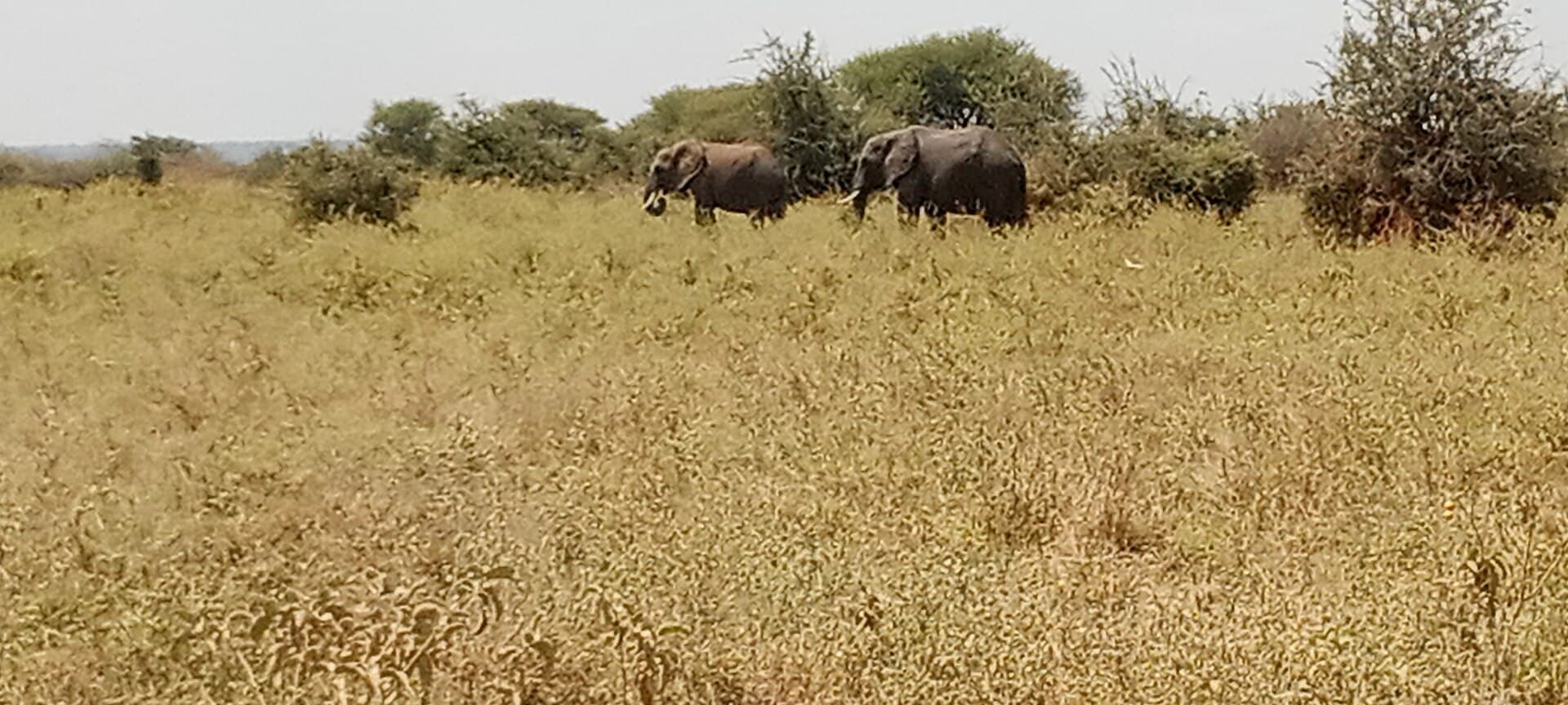 Elefantes e baobás no Parque Nacional de Tarangire, Tanzânia