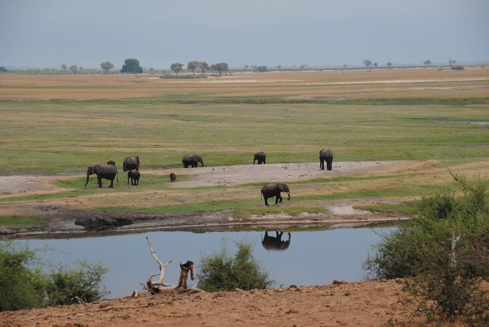 Elefantes nas margens do rio Chobe, em Botswana