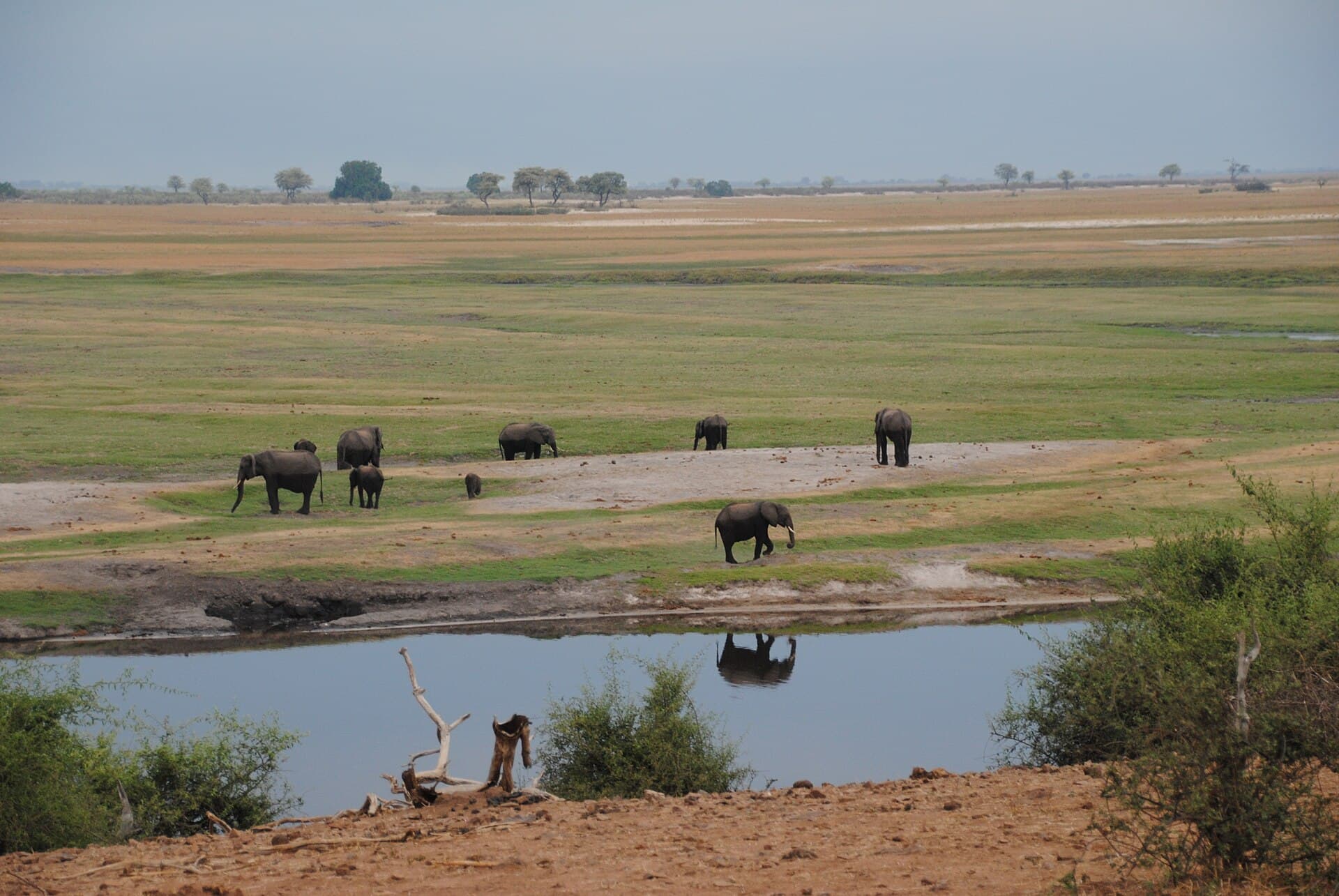 Elefantes nas margens do rio Chobe, em Botswana