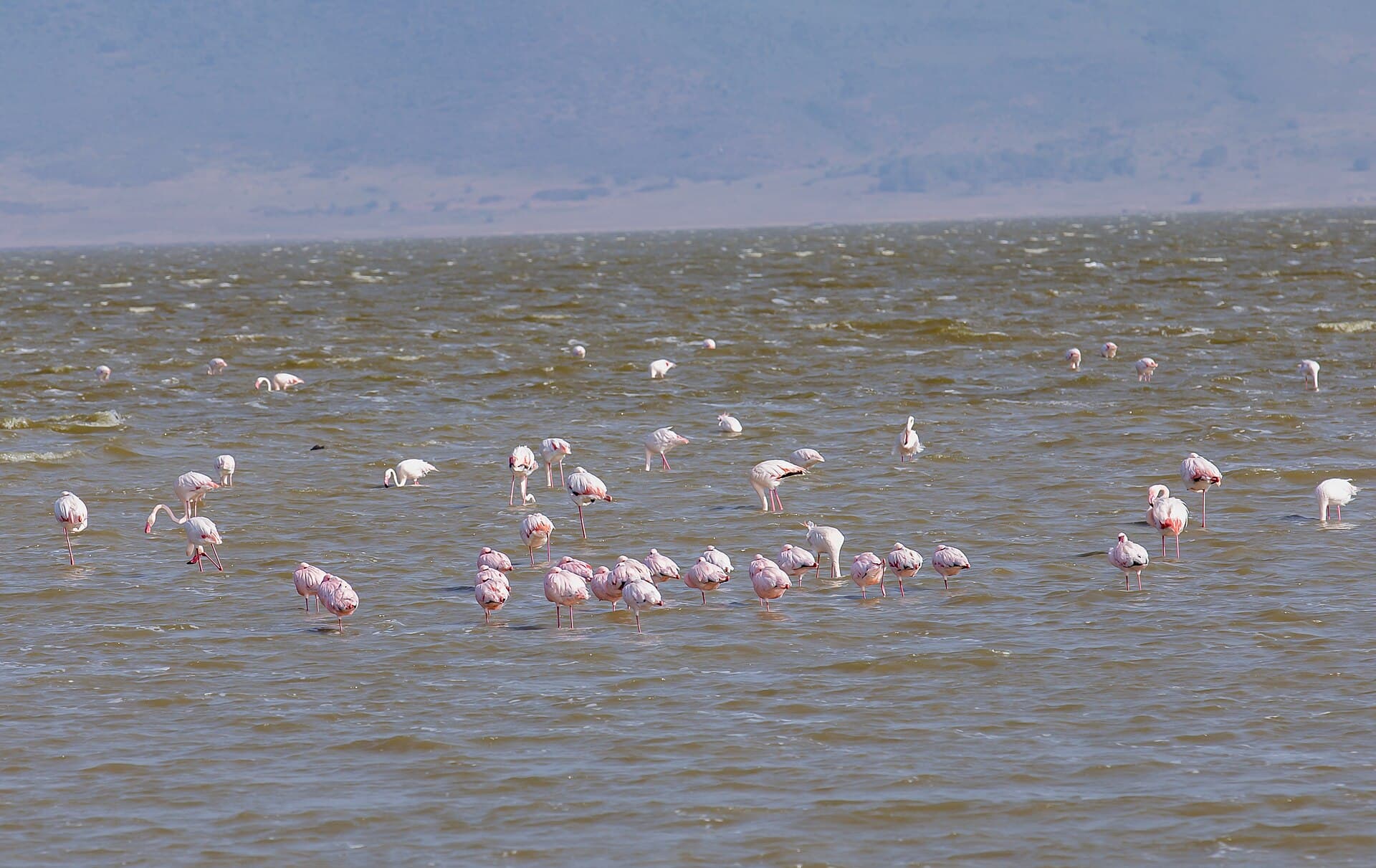 Flamingos no lago dentro da Cratera de Ngorongoro