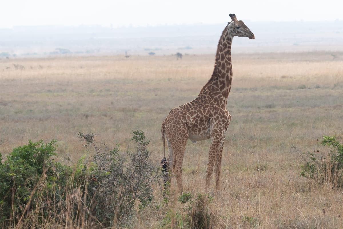 Girafa no Parque Nacional de Nairóbi