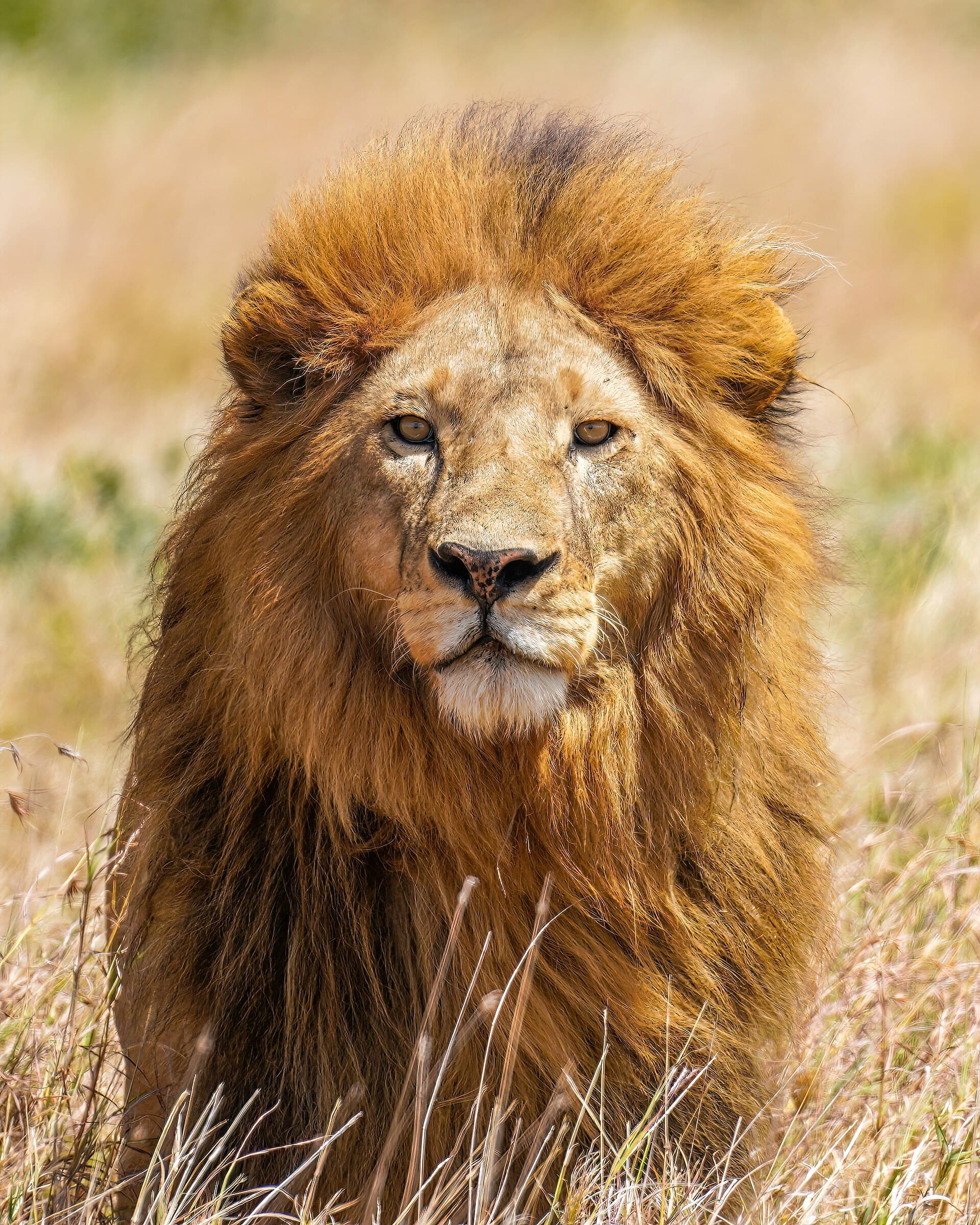 Leão no Parque Nacional do Serengeti