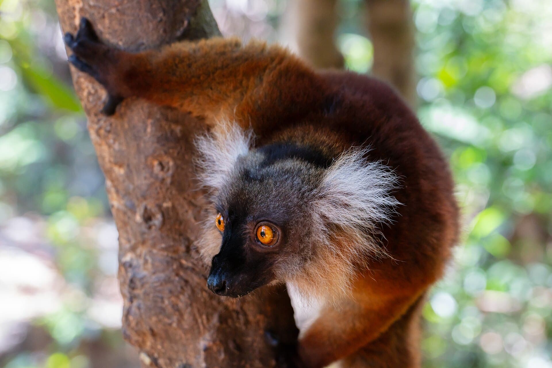 Lêmure em Nosy Komba, ilhota perto de Nosy Be, Madagascar