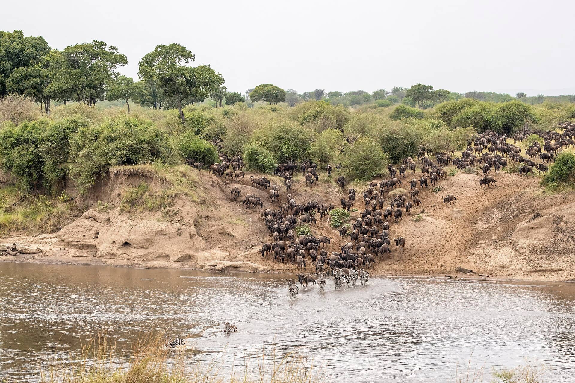 Manada de gnus atravessando o rio Mara durante a Grande Migração no Serengeti
