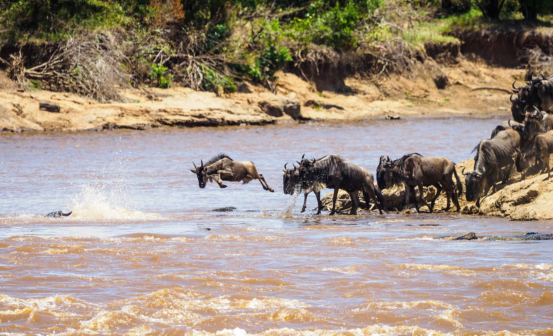 Manada de gnus no Masai Mara, Quênia