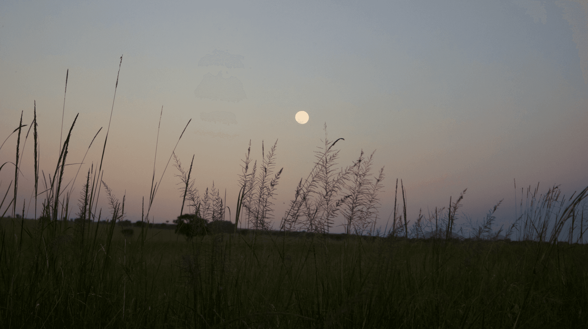 Savana africana ao entardecer