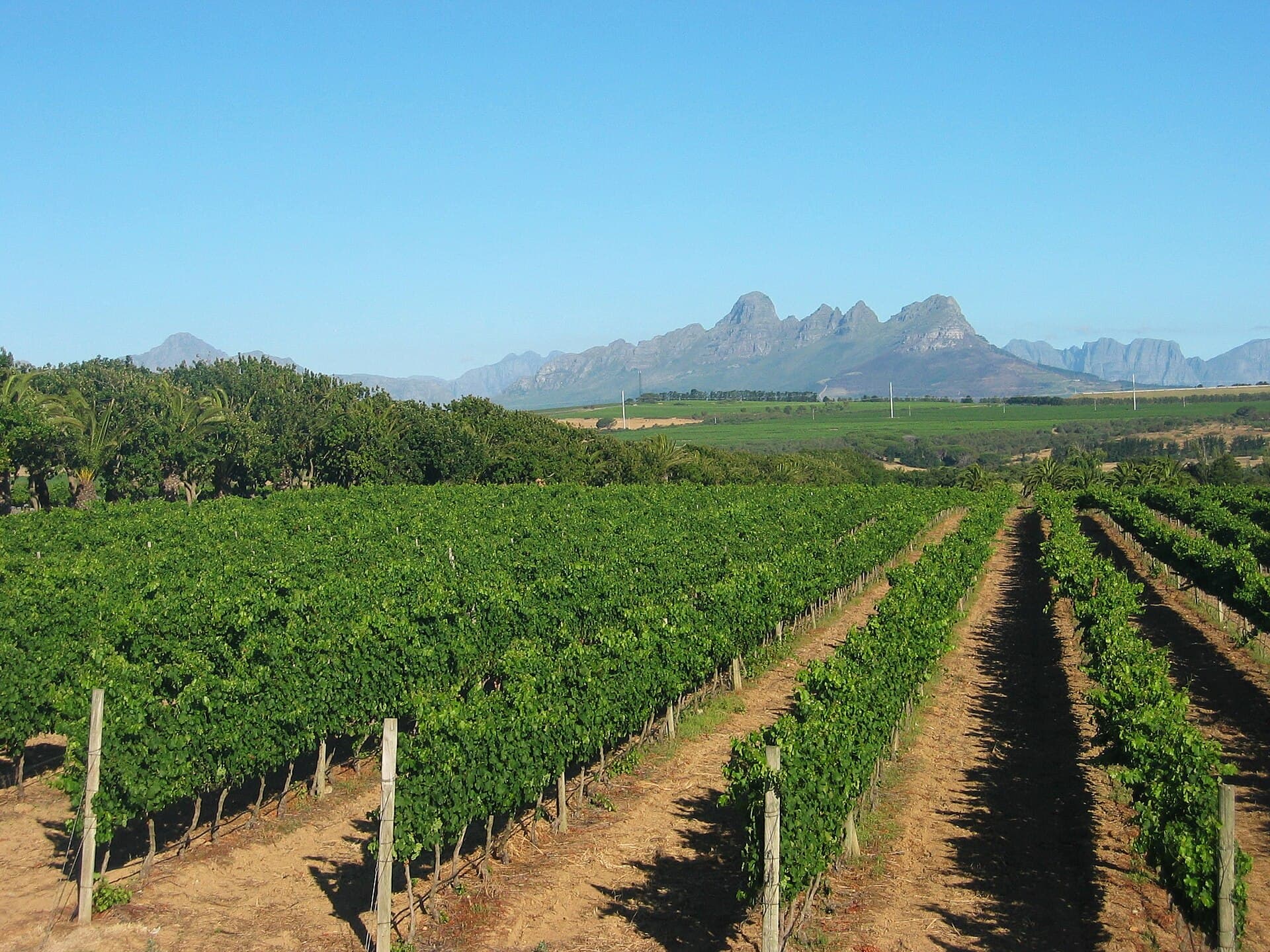 Vinhedo em Stellenbosch, perto da Cidade do Cabo