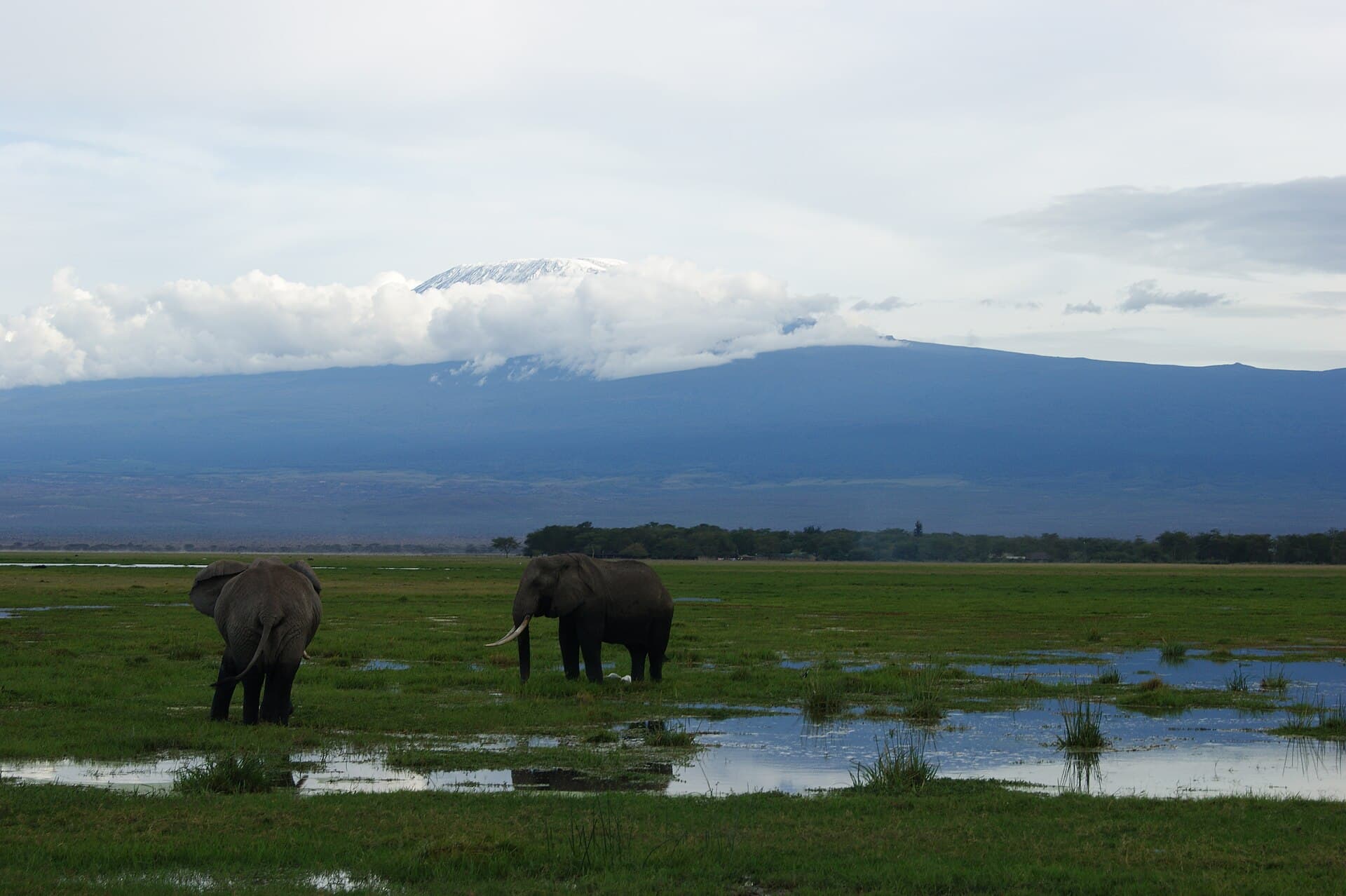 Vista do Kilimanjaro a partir da savana tanzaniana, com elefantes em primeiro plano