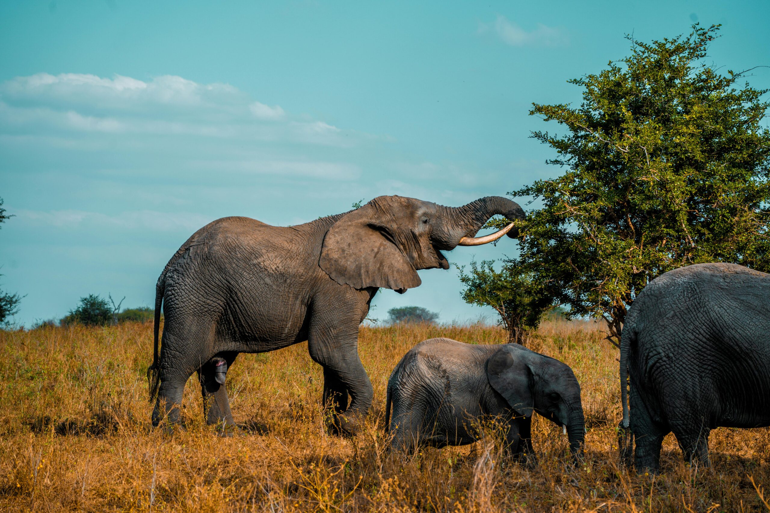 Parque Nacional Kruger: O Maior Tesouro Selvagem da África do Sul