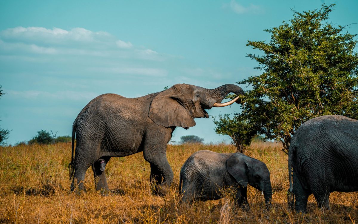 Parque Nacional Kruger: O Maior Tesouro Selvagem da África do Sul