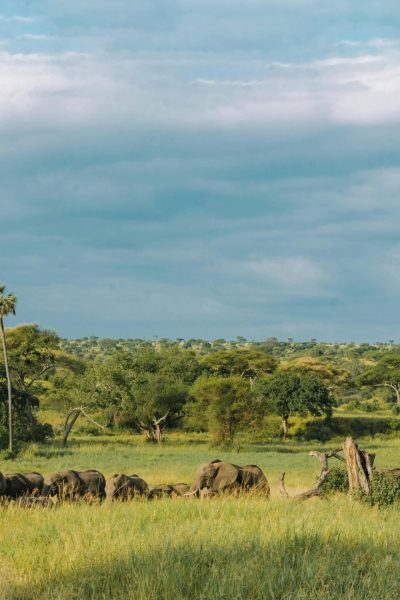 10 Motivos para Fazer um Passeio de Balão na Sua Próxima Viagem à África